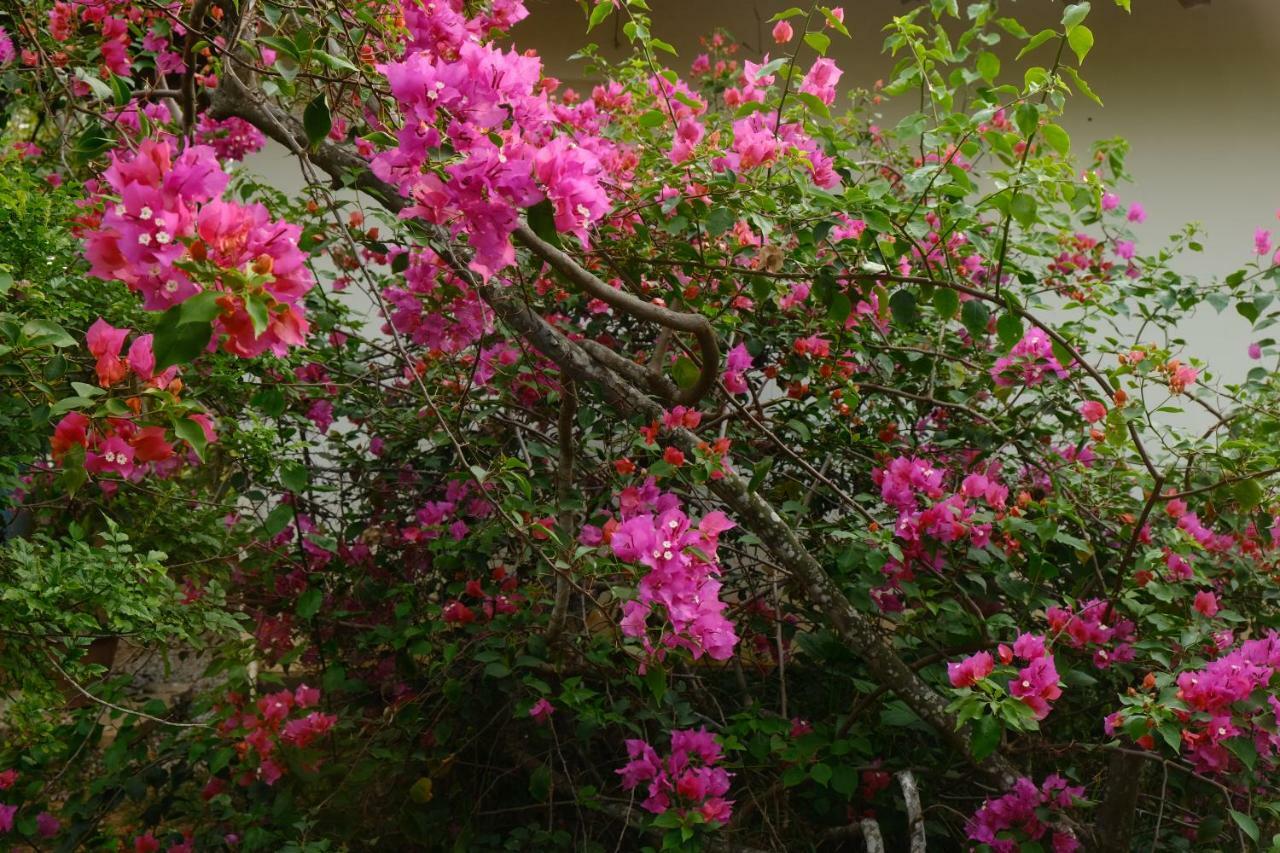 Magnolia Guesthouse Varkala Ngoại thất bức ảnh